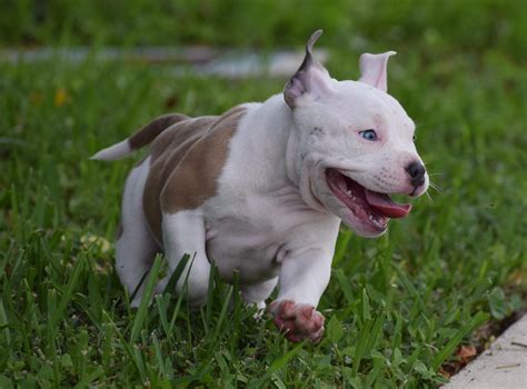 american bully puppies for sale colorado|american bully breeder near me.